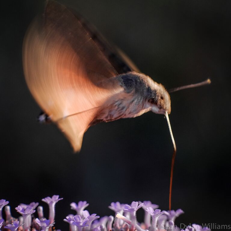 Hover Moth by Sean Dylan Williams, UTLT, Charente, France