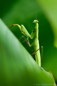 Praying Mantis by Sean Dylan Williams, UTLT, Charente, France