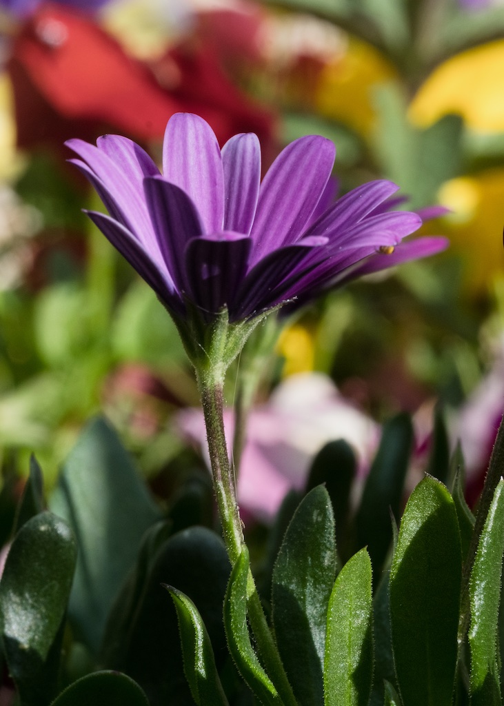 Flower Gardens at UTLT, Charente