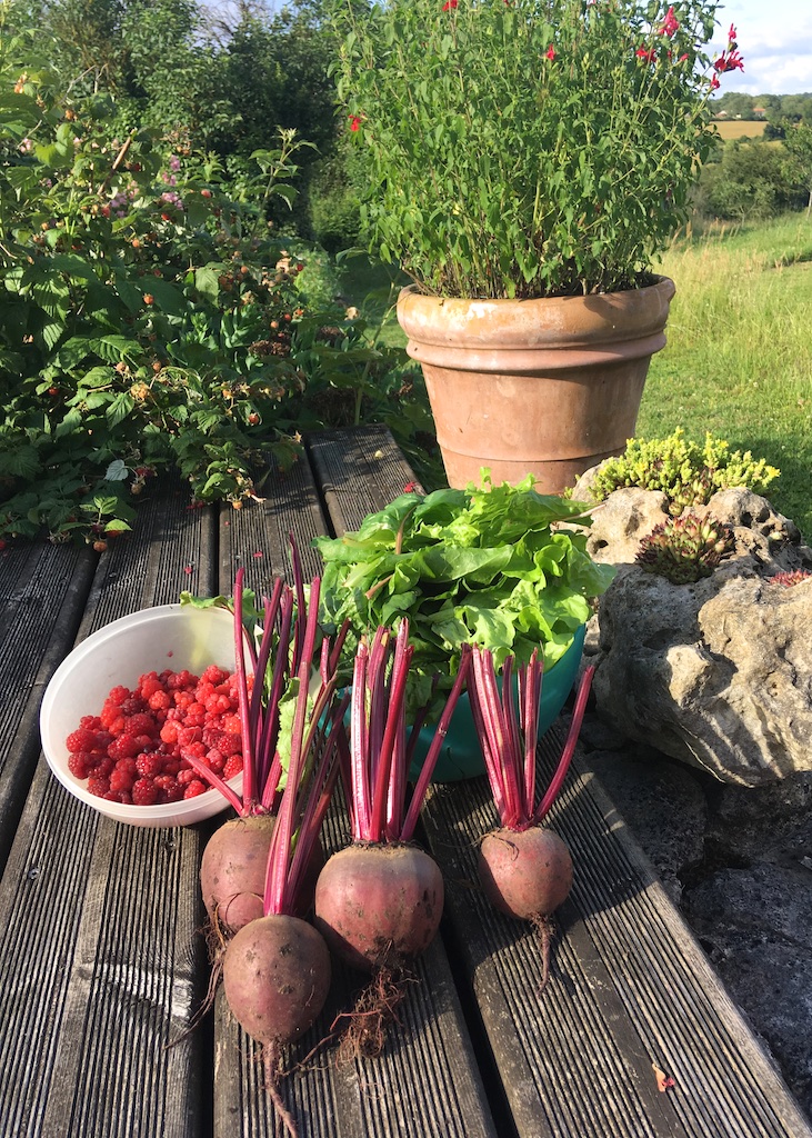 UTLT Home Grown Organic Beetroot, Poitou-Charente