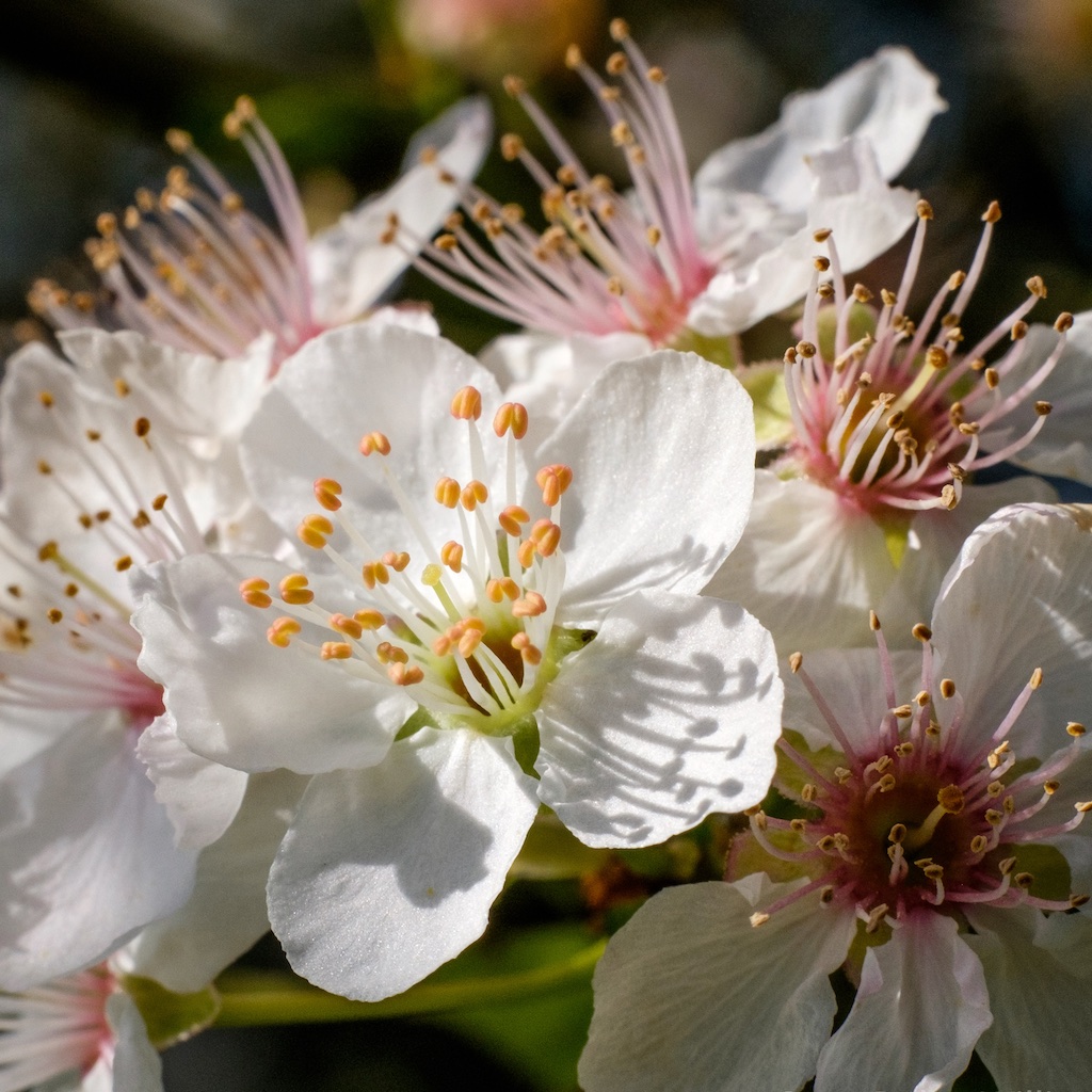 UTLT Bed and Breakfast, Flower Gardens