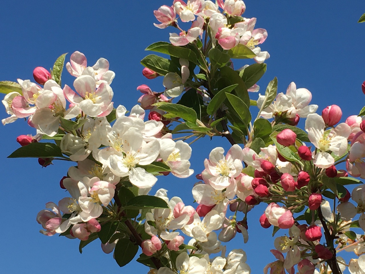 Crab Apple Blossom at UTLT, Charente