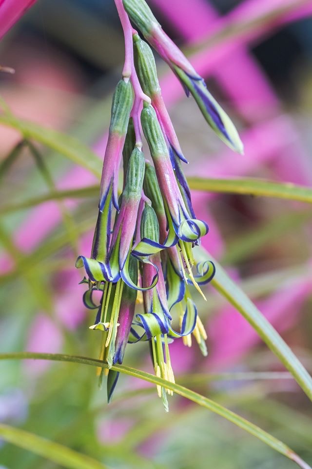 Queens Tears Flowers, UTLT, Charente