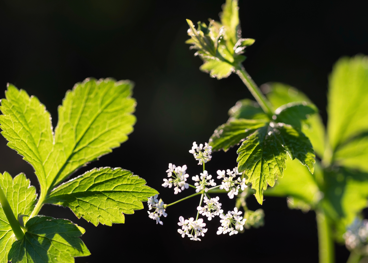 Flowers at UTLT, Charente