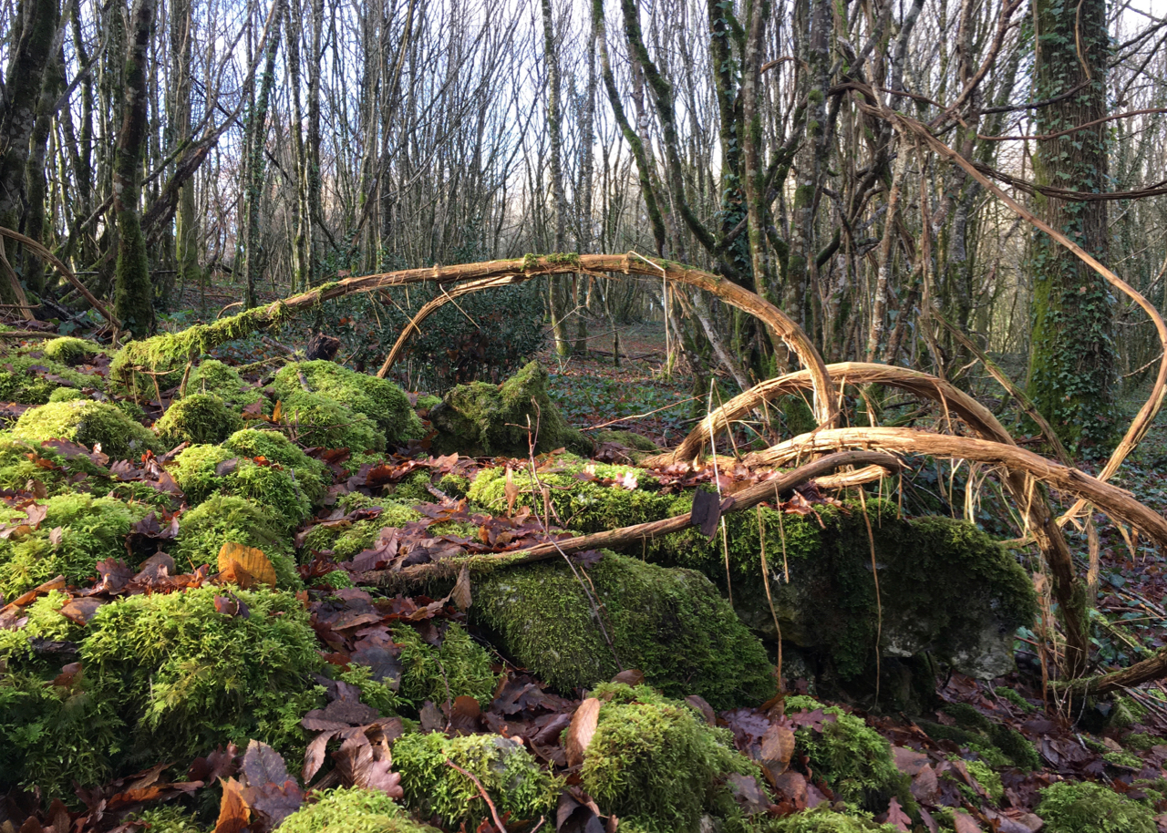 Woodlands at UTLT, Charente