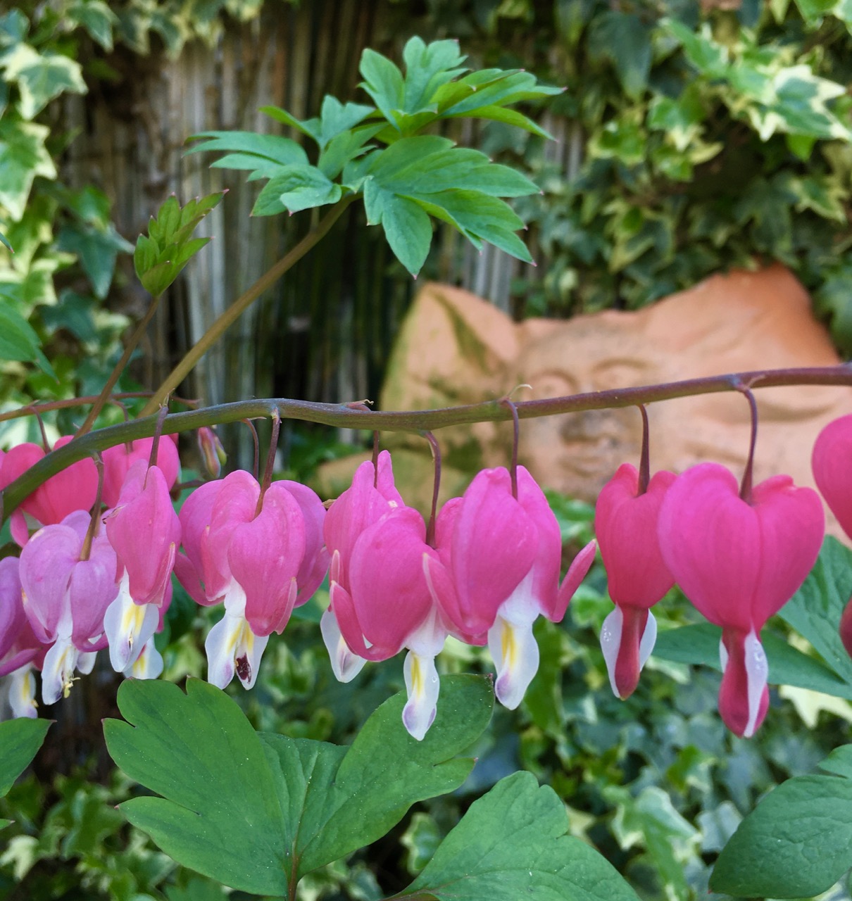 Bleeding Heart Flowers at UTLT, Charente