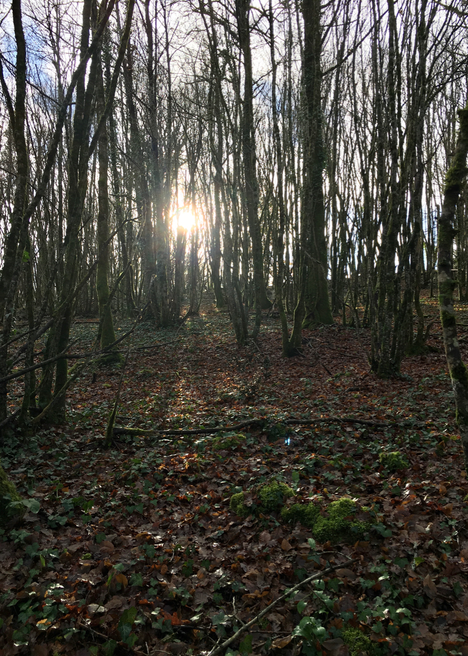 Woods at UTLT, Charente