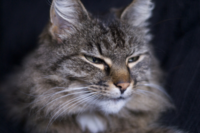 UTLT - Nelly the Under The Lime Tree Cat