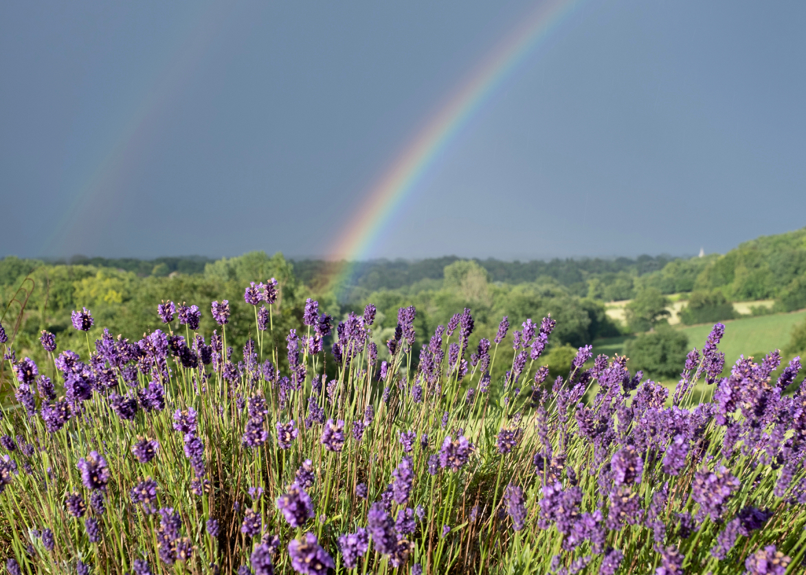 Gardens at UTLT Charente, South West France