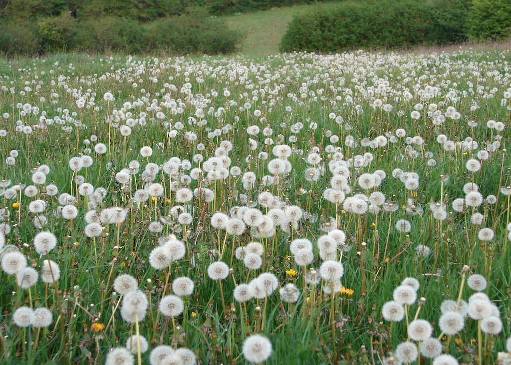 , Under The Lime Tree Spa Bed and Breakfast Dandelion Meadow, Charente