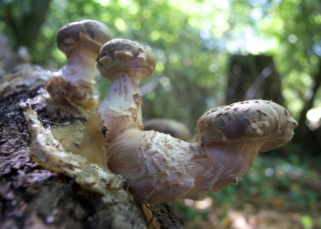 Shiitake Mushrooms, Under The Lime Tree, Cellefrouin, Charente