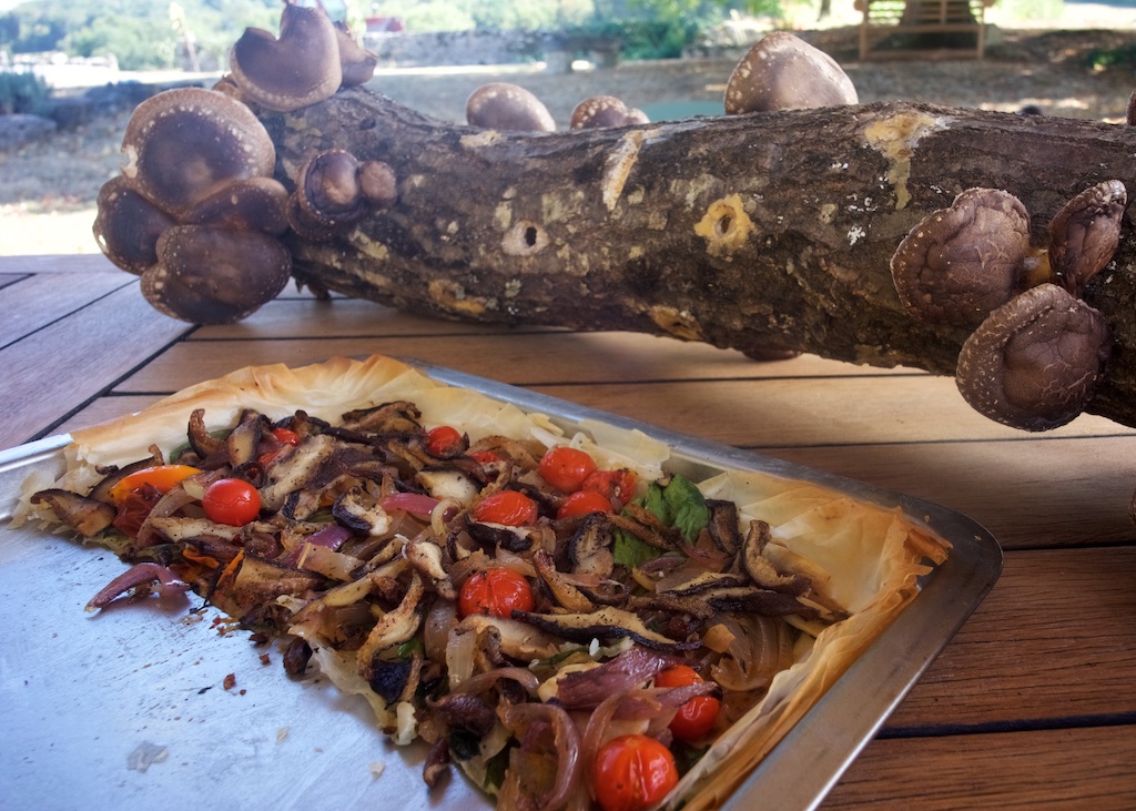 Home Grown Shiitake Mushrooms, Cellefrouin, Charente