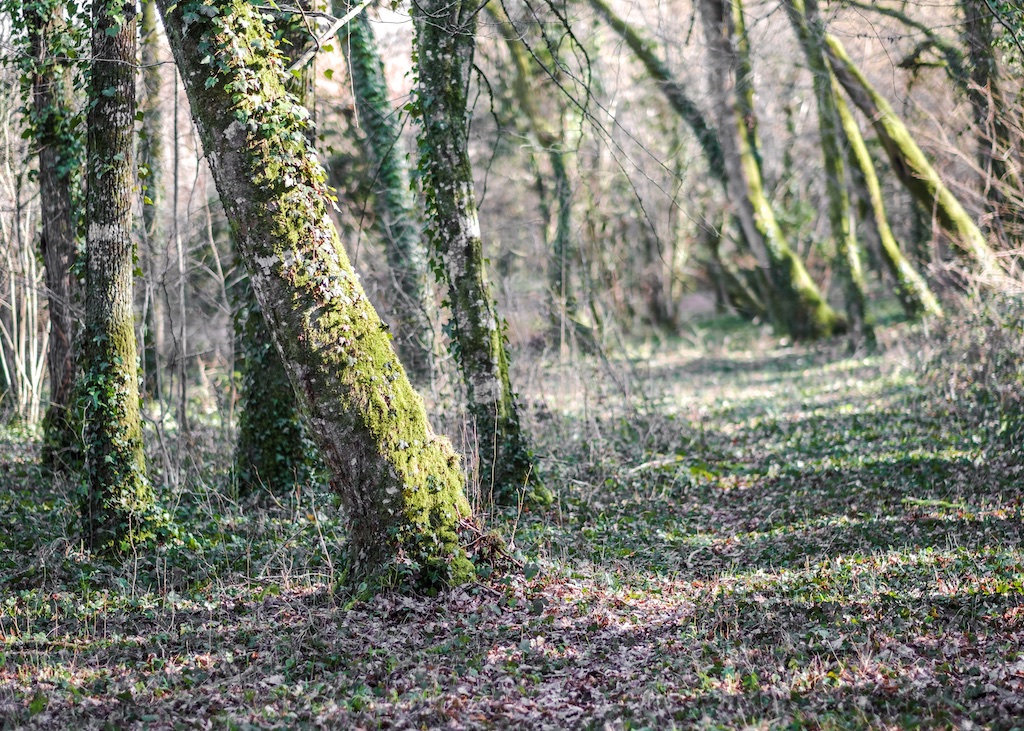 Pathway through the woods, UTLT, Cellefrouin, Charente
