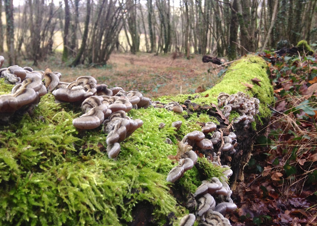 Fungi in the woods, Under The Lime Tree, Cellefrouin, Charente