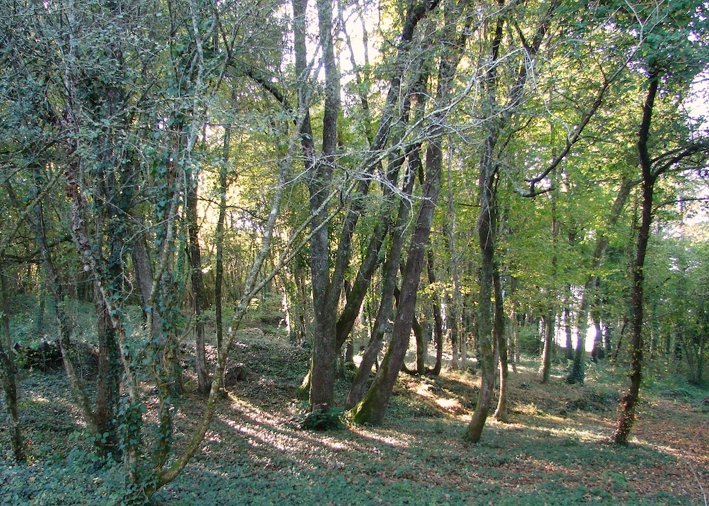 Oak Grove, Under The Lime Tree, Cellefrouin, Charente