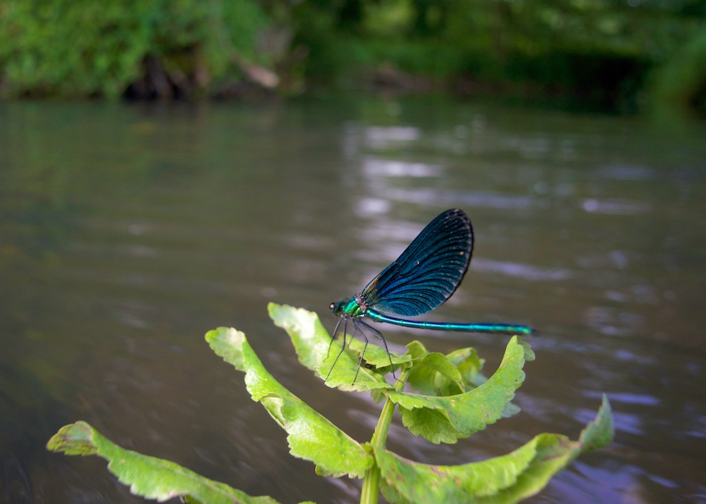 Under The Lime Tree River, Cellefrouin, Charente
