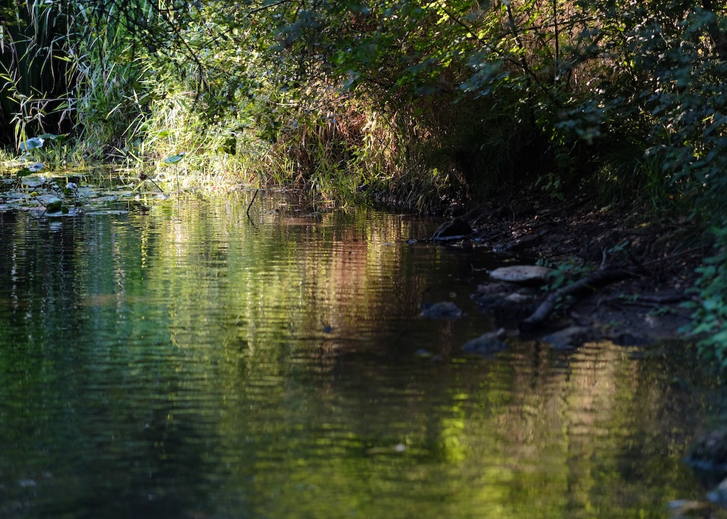 River Lilies, UTLT, Cellefrouin, Charente