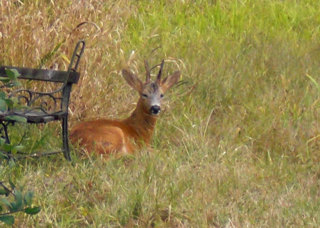Deer Visiting UTLT Fields, Cellefrouin, Charente