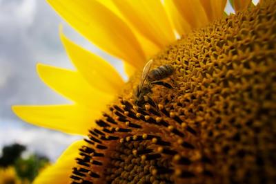 UTLT - Digital Photography Courses, sunflower
