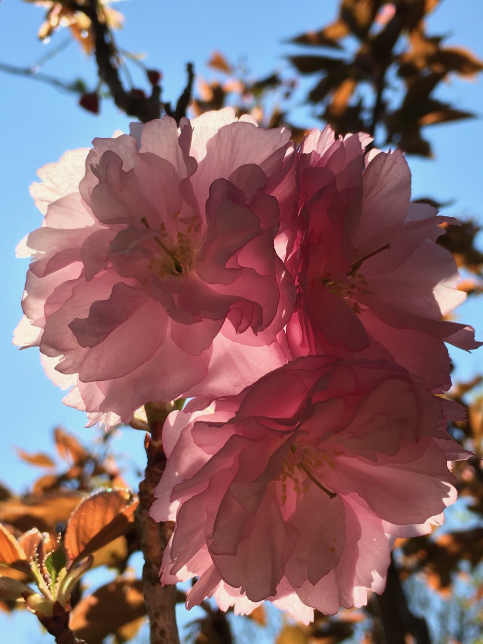 Cherry Blossom, UTLT, Charente