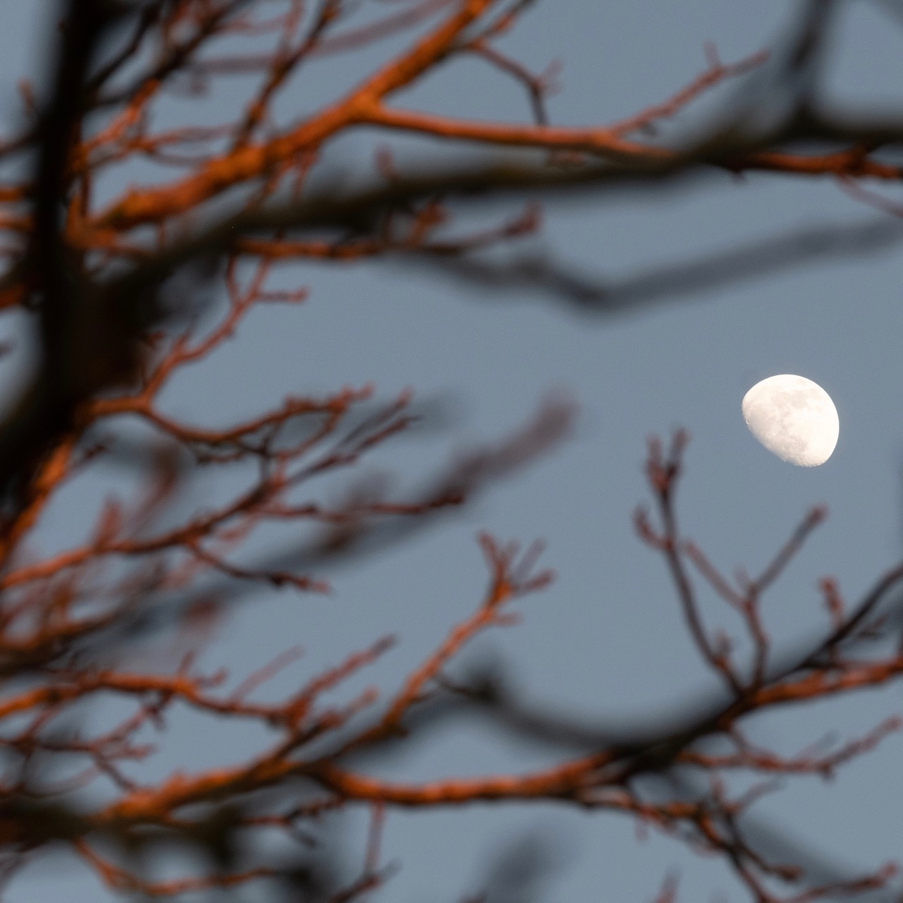Moon at Under The Lime Tree, Charente