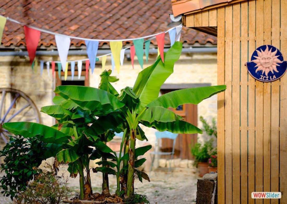 Banana Plant at UTLT, Charente