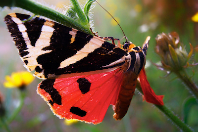 UTLT - Butterfly by Sean Dylan Williams