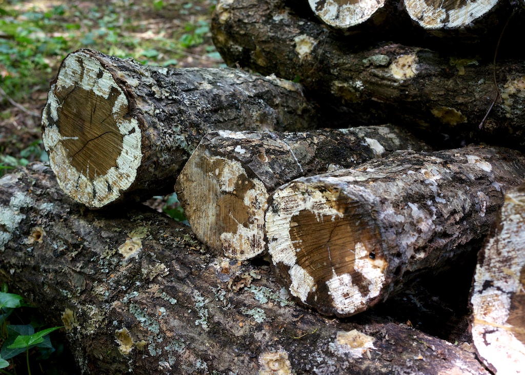 Shiitake Mushrooms, Under The Lime Tree, Cellefrouin, Charente