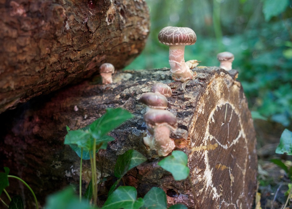 Shiitake Mushrooms, Under The Lime Tree, Cellefrouin, Charente