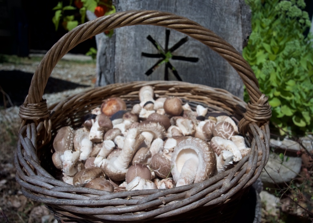 Home Grown Shiitake Mushrooms, UTLT, Cellefrouin, Charente