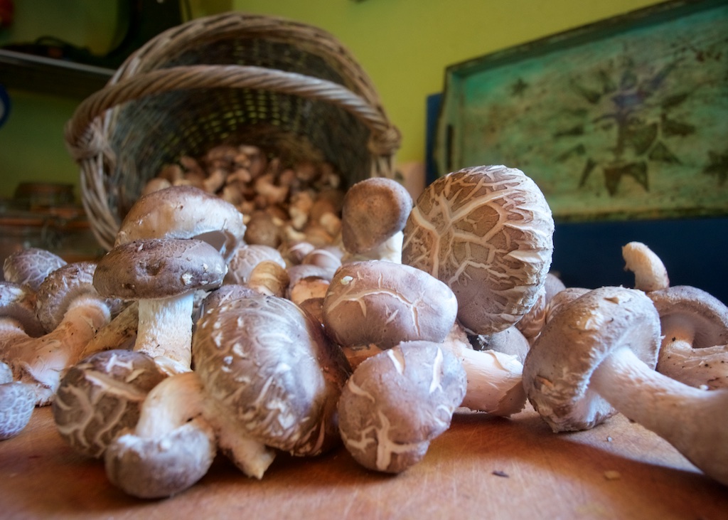 Home Grown Shiitake Mushrooms, Cellefrouin, France